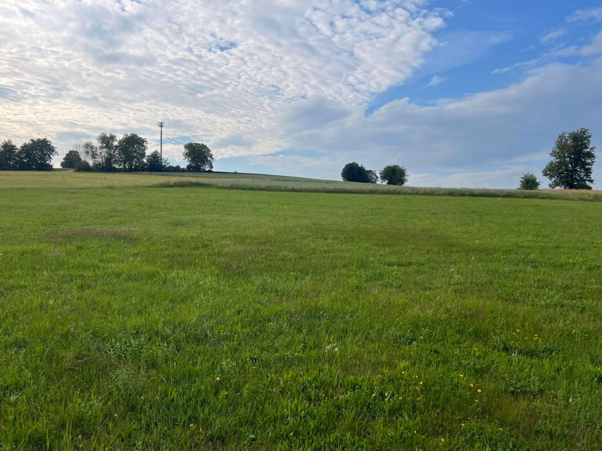 Ausblick mit Wiese